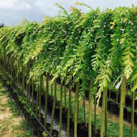    Бели, жълти върби, разсад в съд 3-5л, 100-150 см.