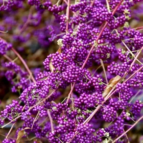   КРАСИВА БОДИНИЕРА ПРОФЮЗЪН~ ГОЛЕМИ САЖДИ. 30-40СМ