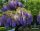  WISTERIA 'PROLIFIC ЛИЛАВО КРАСОТА ЗАВЕСИ