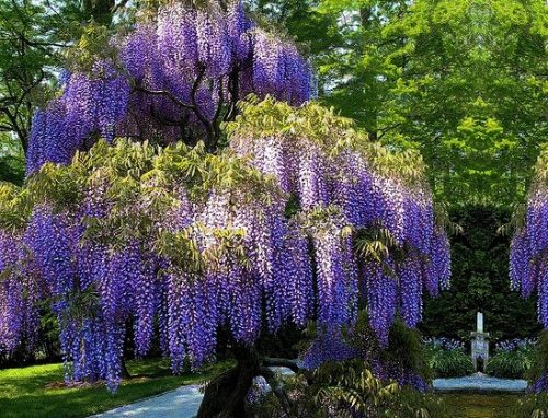  WISTERIA 'PROLIFIC ЛИЛАВО КРАСОТА ЗАВЕСИ