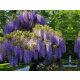  WISTERIA 'PROLIFIC ЛИЛАВО КРАСОТА ЗАВЕСИ