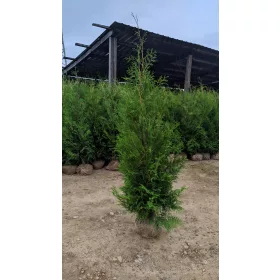    Thuja BRABANT Thuja Brabant 180-220см Разсад за дърво БЕЗПЛАТНА ДОСТАВКА