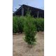  Thuja BRABANT Thuja Brabant 180-220см Разсад за дърво БЕЗПЛАТНА ДОСТАВКА