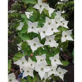  Разсад дрян в съд 2-3 литра 100-120см