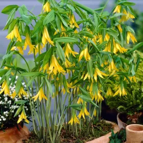    УВУЛАРИЯ боровинка ФЕНОМЕНАЛНО ЛИЧНО РАСТЕНИЕ ЗА ПОЛУСЯНЧЕВ разсад