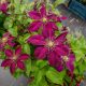  КЛЕМЕТИС CLEMATIS GREAT-FLOWER WESTERPLATE