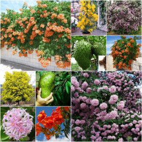    КОЛЕКЦИЯ ОТ СЕМЕНА НА ЕКЗОТИЧНИ РАСТЕНИЯ 4 пак. Комплект №1