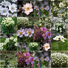    ANEMEN SEED COLLECTION Комплект от 5 опаковки