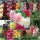  Комплект MALW COLLECTION, malwa malwy, 5 различни микса