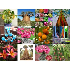    Комплект КОЛЕКЦИЯ СЕМЕНА ОТ ЕКЗОТИЧНИ РАСТЕНИЯ 10 пак.