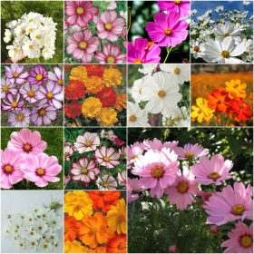    КОЛЕКЦИЯ СЕМЕНА ONĘTKI Комплект №3 Onętek 5 пак.