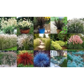  Комплект семена 0,1гр