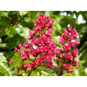    ЧЕРВЕН КЕСТЕН BRIOTII Aesculus красиви цветя РАЗСАД