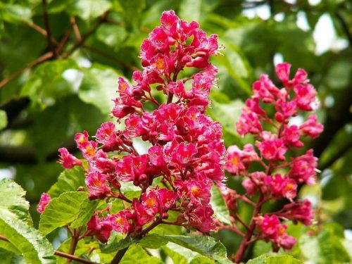  ЧЕРВЕН КЕСТЕН BRIOTII Aesculus красиви цветя РАЗСАД