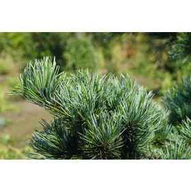    Дребнолистен бор NEGISHI Pinus parviflora МРАЗОУСТОЙЧИВ РАЗСАД 100см