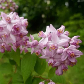  Mont Rose (C1.7) СЕЯНЕ