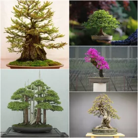    КОЛЕКЦИЯ СЕМЕНА ЗА БОНСАИ № 8 Комплект от 4 опаковки