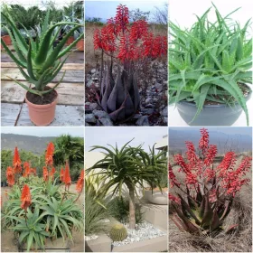    КОЛЕКЦИЯ СЕМЕНА НА АЛОЕ Комплект от 3 опаковки