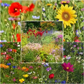    МИКС ОТ диви цветя ЦВЕТНА ЛИВАДА 1000гр