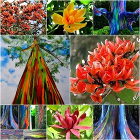    КОЛЕКЦИЯ ОТ СЕМЕНА НА ЕКЗОТИЧНИ РАСТЕНИЯ 4 пак. Комплект №12