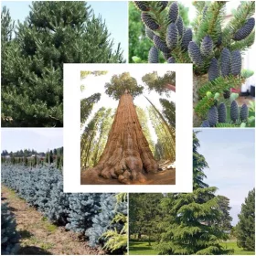    Комплект КОЛЕКЦИЯ СЕМЕНА ОТ ИГЛОЛИСТИ 5 пакета