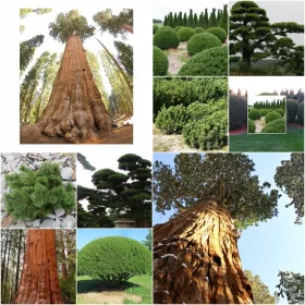    Комплект КОЛЕКЦИЯ СЕМЕНА ОТ ИГЛОЛИСТИ 4 опаковки