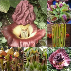    Комплект КОЛЕКЦИЯ СЕМЕНА НА НАСЕКОМОЯДНИ РАСТЕНИЯ 5 пак.