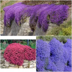    CASCADE КОЛЕКЦИЯ СЕМЕНА АРГУМЕНТ комплект 3 цвята