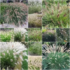    Декоративни треви SPLENICA Seeds collection 4 пак.