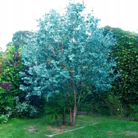    Eucalyptus Blue Gunni Голям, втвърден 3-годишен разсад C2/C3