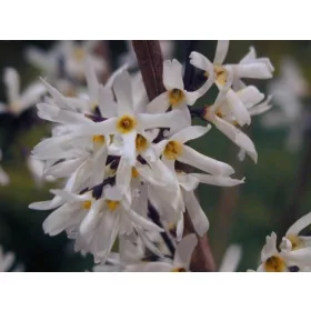    Forsythia White Abeliophylum Корейски разсад P9