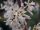  Forsythia White Abeliophylum Корейски разсад P9