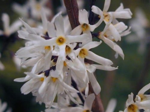  Forsythia White Abeliophylum Корейски разсад P9