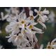  Forsythia White Abeliophylum Корейски разсад P9