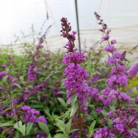  Разсад Buddleia Dawida Border Beauty