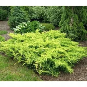  Разсад от хвойна Goldkissen