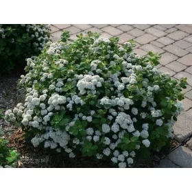    Разсад от ливада в съд 1-2л с дължина 5-20см