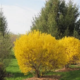  Forsythia Intermedia Manigold Разсад