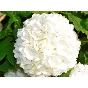    Разсад бяла калина в съд 1-2л 60-80см