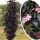  Черен бъз BLACK TOWER Eifel Sambucus голям P9