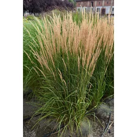    Тръстиков блатар 'Karl Foerster' ДВУГОДИШЕН