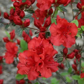    Рододендрони и азалии разсад в съд 1-2л 5-20см