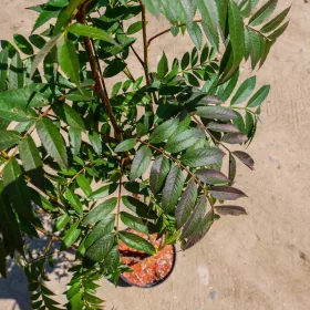    Разсад от офика и планинска пепел в контейнер 1-2l 0-0 cm