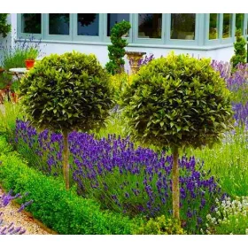    ЛАВРОВА ЧЕРЕША НА СТЪБАЛА, УСТОЙЧИВ НА МРАЗА МЛАД РАЗСЪД