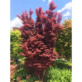    Разсад клонове в 2-3 литров съд 80-100 см