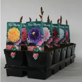  Paeonia suffruticosa Дървовиден божур