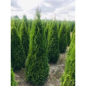    ТУЯ ИЗУМРУД ВИСОЧИНА. 160-170 СМ ПРОИЗВОДИТЕЛ