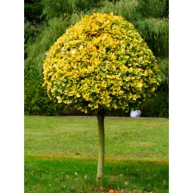    Разсад търтей на гол корен 130-150см