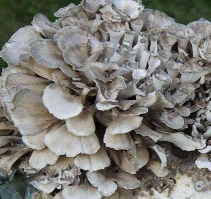 Мицел и микориза - MAITAKE мицел готов субстрат 3 кг