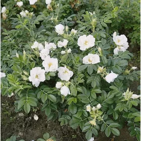    C2 НАБЪРЧАНА РОЗА БЯЛА ROSA RUGOSA HONEY ALBA 30-40 СМ.